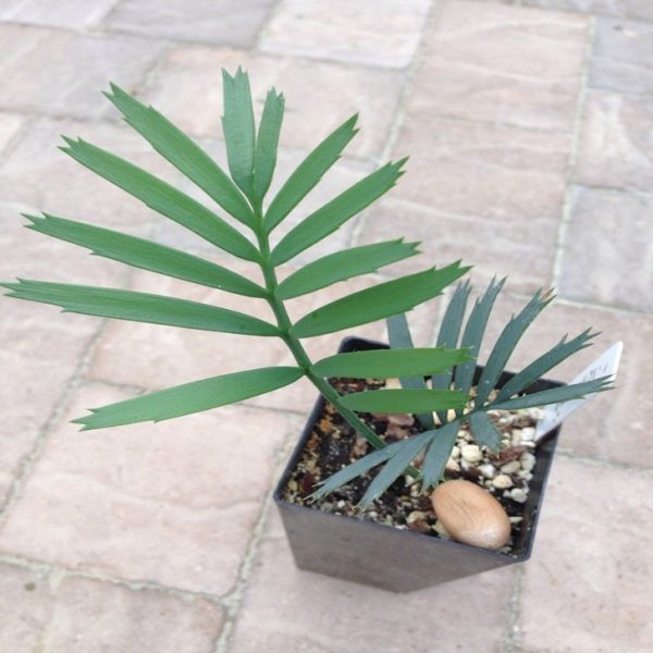 encephalartos lehmannii Seedling