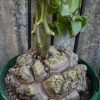Dioscorea elephantipes