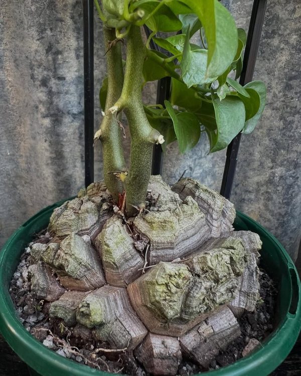 Dioscorea elephantipes