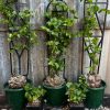 Dioscorea elephantipes