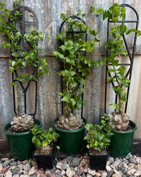 Dioscorea elephantipes