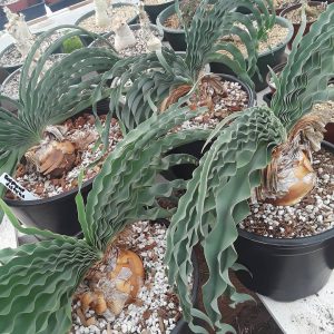 Boophone disticha