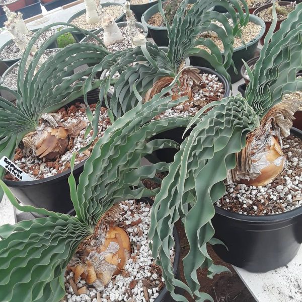 Boophone disticha