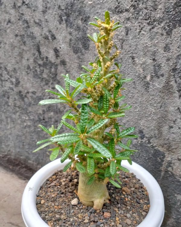 Dorstenia gigas f. bullata