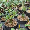 Dorstenia gigas f. bullata