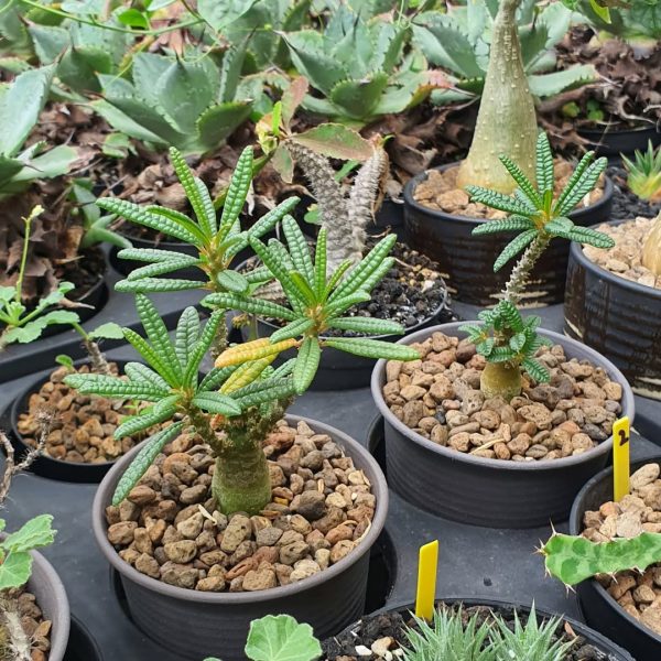 Dorstenia gigas f. bullata