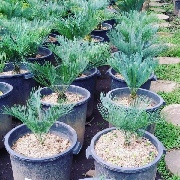 Encephalartos Cairnsiana