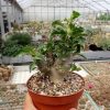 Pachypodium saundersii