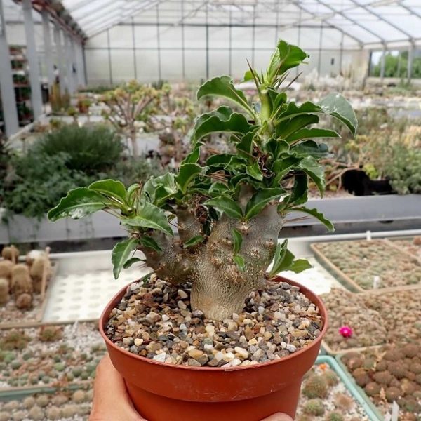 Pachypodium saundersii