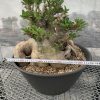 Pachypodium saundersii