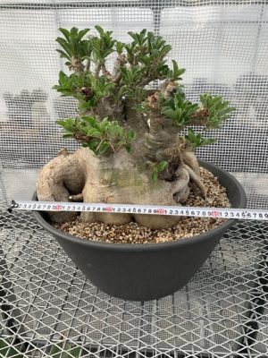 Pachypodium saundersii