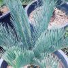Encephalartos Cairnsiana