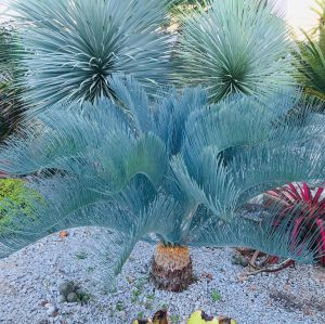 Encephalartos Cairnsiana
