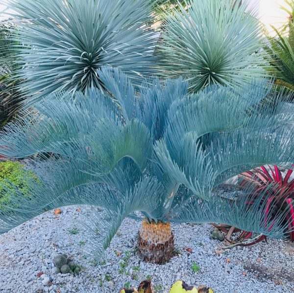 Encephalartos Cairnsiana