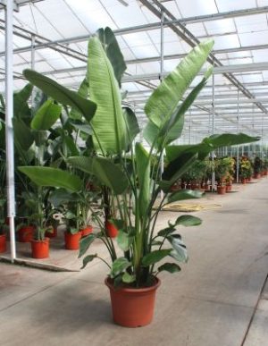 Strelitzia nicolai