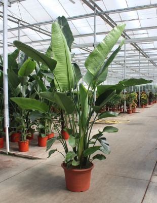 Strelitzia nicolai