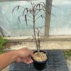 cyphostemma mappia