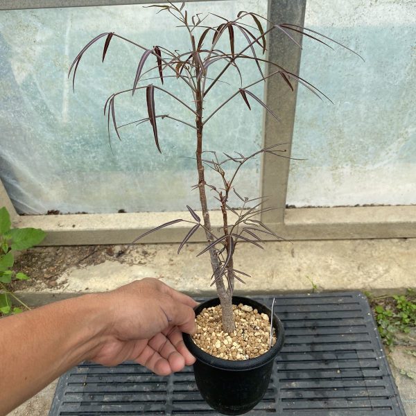 cyphostemma mappia