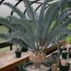 Encephalartos lehmannii