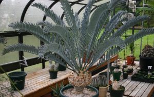 Encephalartos lehmannii
