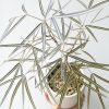 cyphostemma mappia