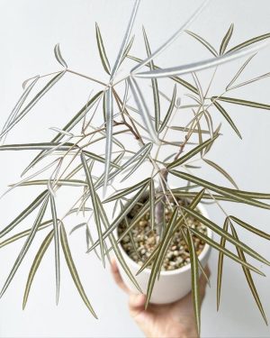 cyphostemma mappia