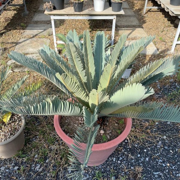 Encephalartos hirsutus