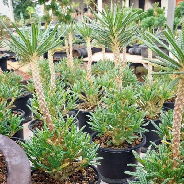 Dorstenia gigas f. bullata