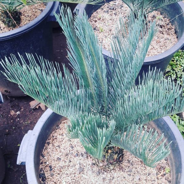 Encephalartos Cairnsiana
