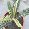 Encephalartos hirsutus