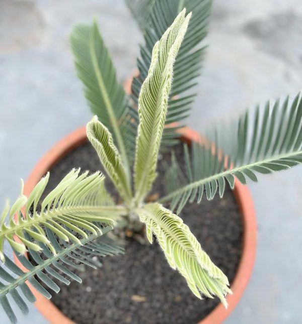 Encephalartos hirsutus