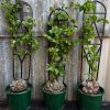 Dioscorea elephantipes