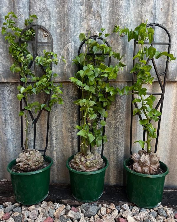 Dioscorea elephantipes