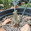 Encephalartos hirsutus
