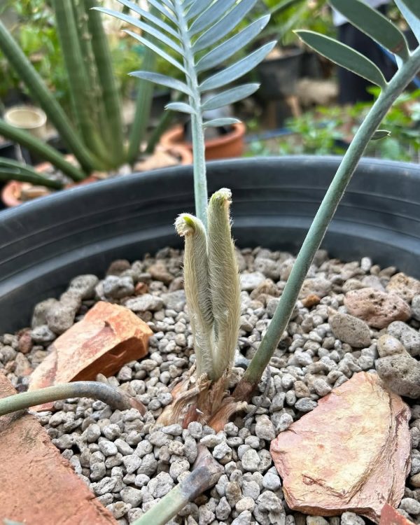 Encephalartos hirsutus