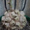 Dioscorea elephantipes