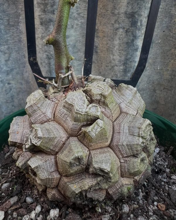 Dioscorea elephantipes