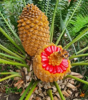 Encephalartos natalensis