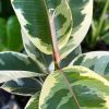 Rubber plant