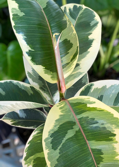 Rubber plant
