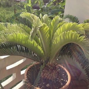 Encephalartos hirsutus