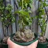Dioscorea elephantipes