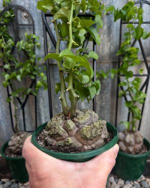 Dioscorea elephantipes