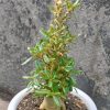 Dorstenia gigas f. bullata