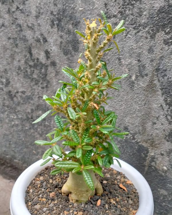 Dorstenia gigas f. bullata