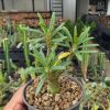 Dorstenia gigas f. bullata