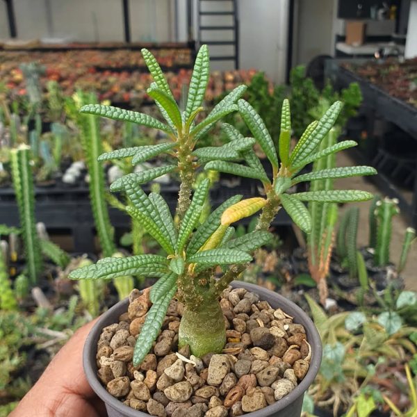 Dorstenia gigas f. bullata