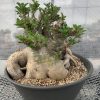 Pachypodium saundersii