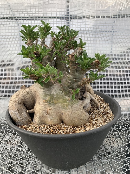 Pachypodium saundersii