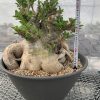 Pachypodium saundersii